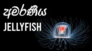 අමරණීය Jellyfish - Turritopsis Dhonii #anarchysaurus