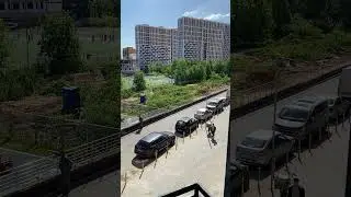 Каменные Джунгли