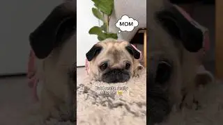 Please help me find my mom 👀 She has been missing for 6 whole minutes!! 🥺 