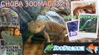 НОВЫЕ РЕПТИЛИИ в Zoo Dragon / Зоомагазин
