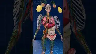 Female Anatomy Without Muscles ♀️✨