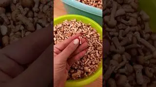 😍 Ну какая красота 😍 #опята #грибы #прогулкаполесу #тихая_охота