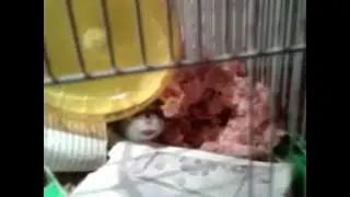 ДжунГандзилла