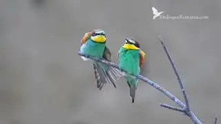Dobrogea Photo Tour from Mobile Hides - main species