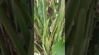 Khasiat Pokok dan bunga kantan