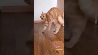 Рыжий дьявол