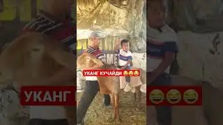 Уканг кучайди