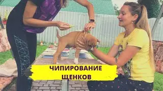 Чипирование щенков