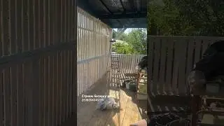 Строим беседку день миллионный 😂👷🏼#стройка #ремонт #diy