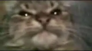 Кит ты маму мав?