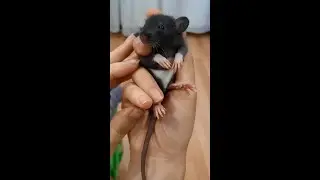 крыска Котлетка строит домик