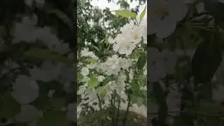 Весеннее цветение