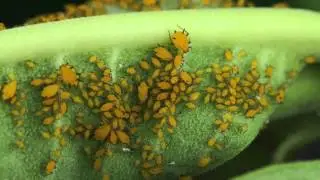 Insect Pests of Roses