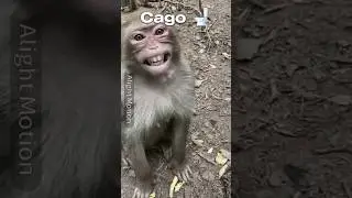 ЭДИТ БРАДОЧКИ ОМЕГА ЛЕНДА 🏍️ 