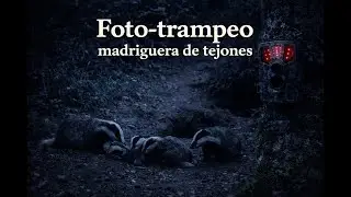 Madriguera de tejones_1 #badgers #trailcam