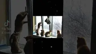 Вдома найкраще!...