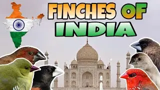 Indian Finches