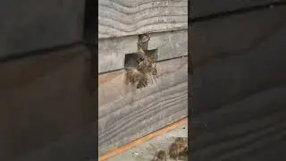 Bees loving the new landing board! #beekeeping #beehive #garden