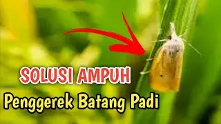 Cara Ampuh Basmi Penggerek Batang Padi : Tips dan Strategi Lengkap.