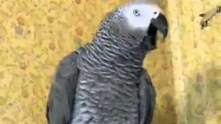 Кошка-собачка-Coca Cola.mp4