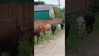 их тут много)