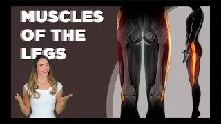 Muscles of the Legs