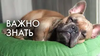 Здоровье французского бульдога | Распространенные болезни | Личный опыт