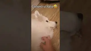 Самоед после прогулок.