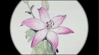 Рисую Лилию Акварелью