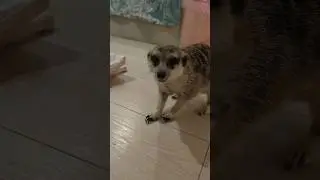 Вечерний гость пришел на ужин