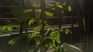 good morning sunshine, waiting again