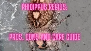 Regal Jumping Spider (Phidippus regius): Pros, Cons, and Care Guide