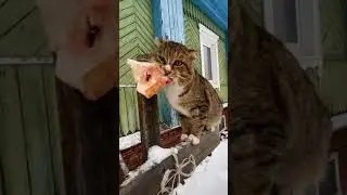 Зверюга😸