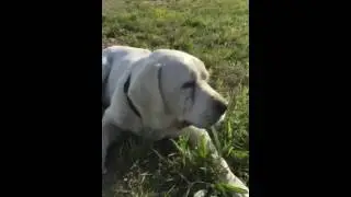 Mild seizure in dog
