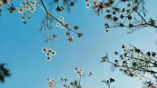 #photography #shorts #creative #video #vnvideoeditor #short