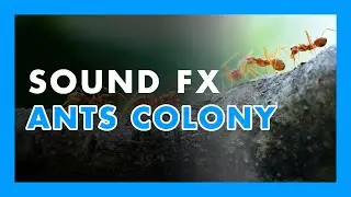 ANTS colony - (Sound Effect) 🐜🐜