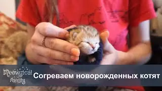 ✔️ Согреваем новорожденных котят
