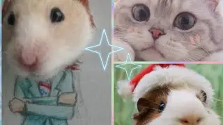 Милое видио для любителей животных и поднятия настроения 🧡🙈Хомо /ШОУ
