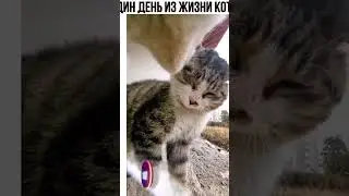 кот быкует🤣 от первого лица