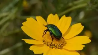 Protaetia cuprea נחושתית הקוצים