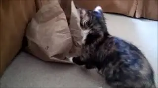 Foster Kittens and a bag