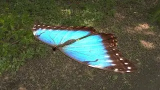 Blender Tutorial build a Butterfly with keyframe fly animation