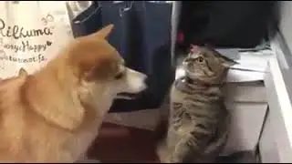 Si no me muevo no me ve | video dank V7