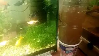 Коротко о своих достижениях в аквариумистике....
