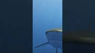 The SHARK THING While Spearfishing 