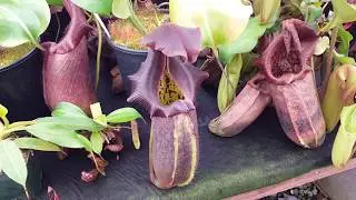 Greenhouse Bench Tour: September 2018