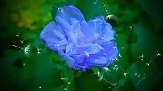 Summer Strummin' by Carol Ann Henderson