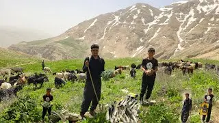 Nomadic Culture: 🐐🌱🥒From Herding to Gathering Edible Plants in the Zagros Mountains ⛰️
