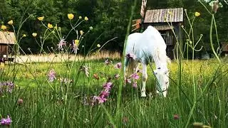 A wonderful white horse eating grass 4k