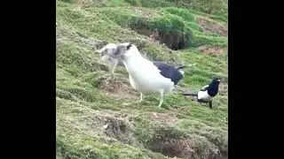 great black backed gull swallowing a rabbit whole #shorts